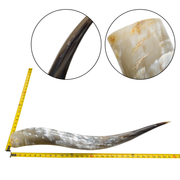 Low-Grade, Single Polished Cow Horns, 31"-35" / 2(31") | The Leather Guy