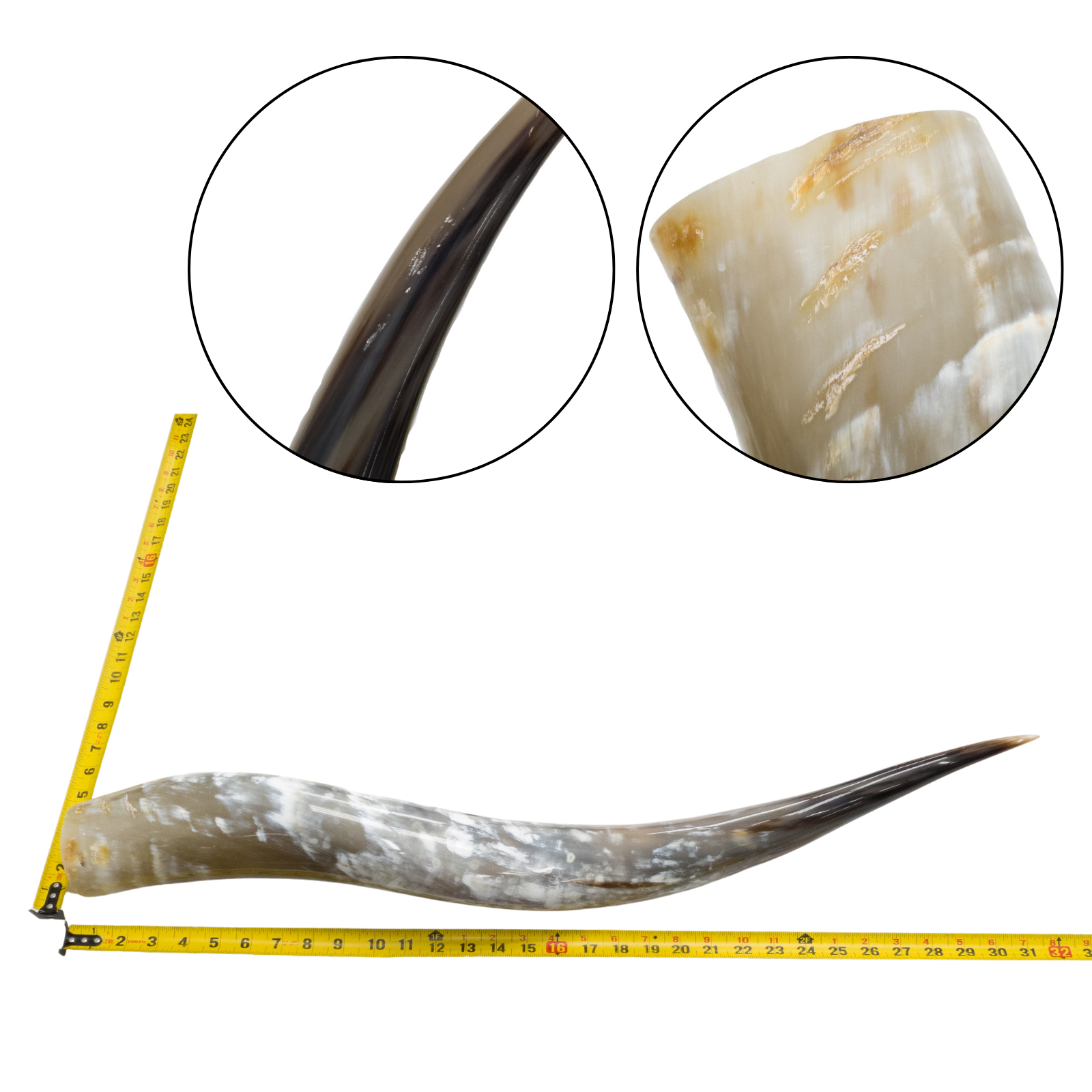 Low-Grade, Single Polished Cow Horns, 31"-35" / 2(31") | The Leather Guy