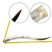 Low-Grade, Single Polished Cow Horns, 31"-35" / 3 (35") | The Leather Guy