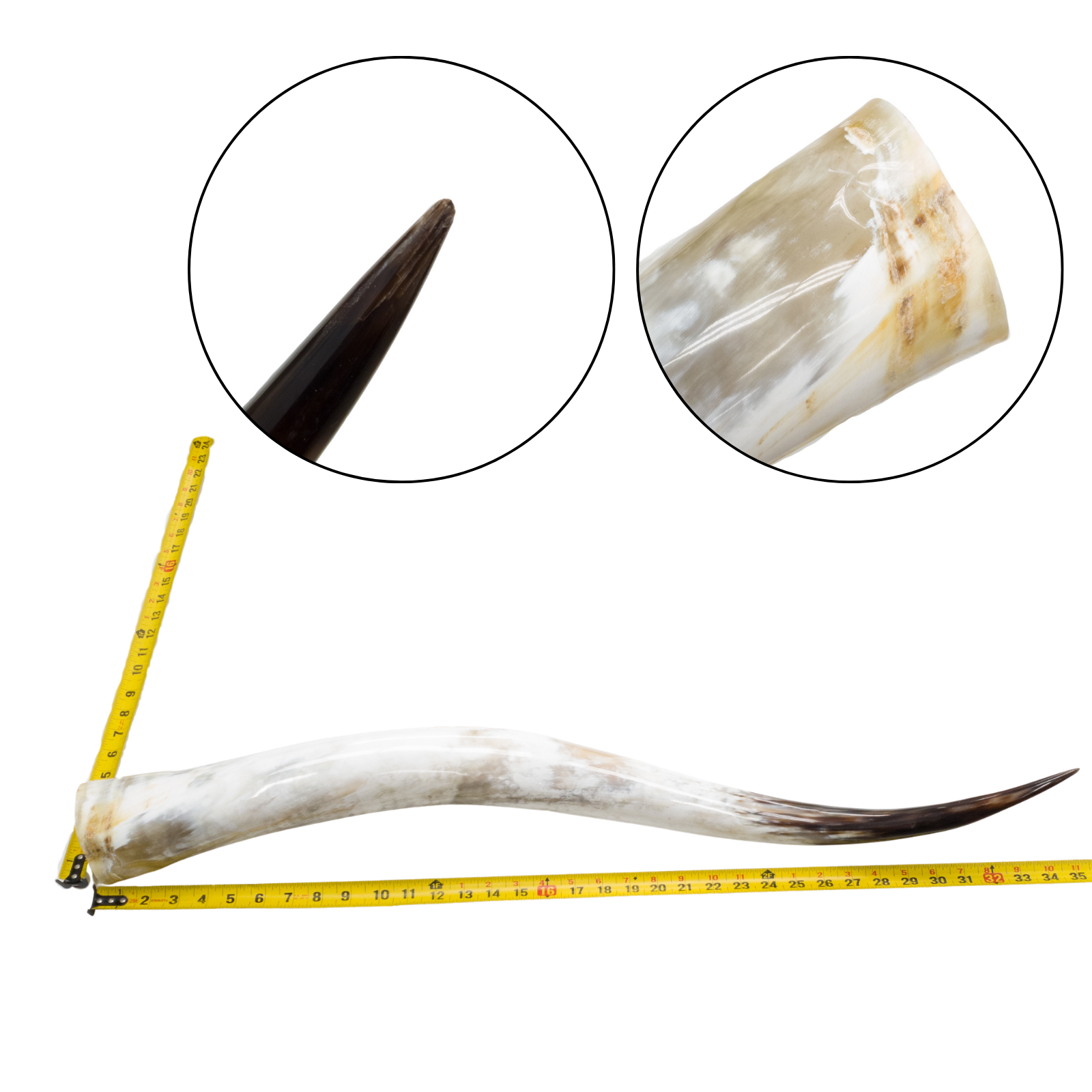 Low-Grade, Single Polished Cow Horns, 31"-35" / 3 (35") | The Leather Guy