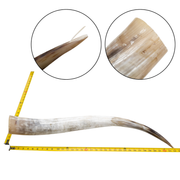 Low-Grade, Single Polished Cow Horns, 31"-35" / 4 (34") | The Leather Guy