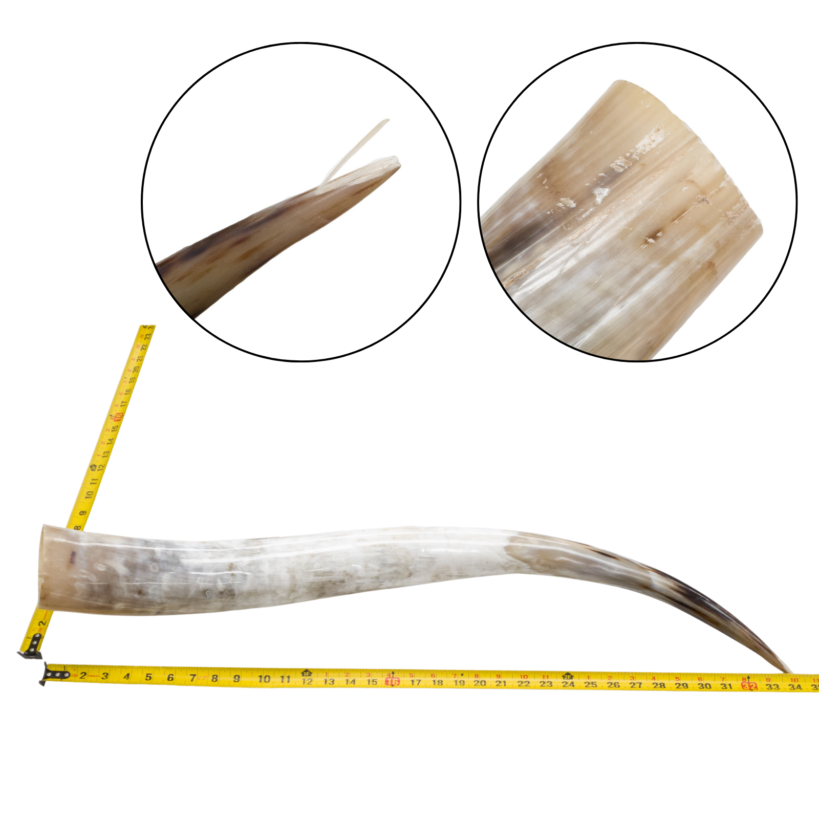 Low-Grade, Single Polished Cow Horns, 31"-35" / 4 (34") | The Leather Guy