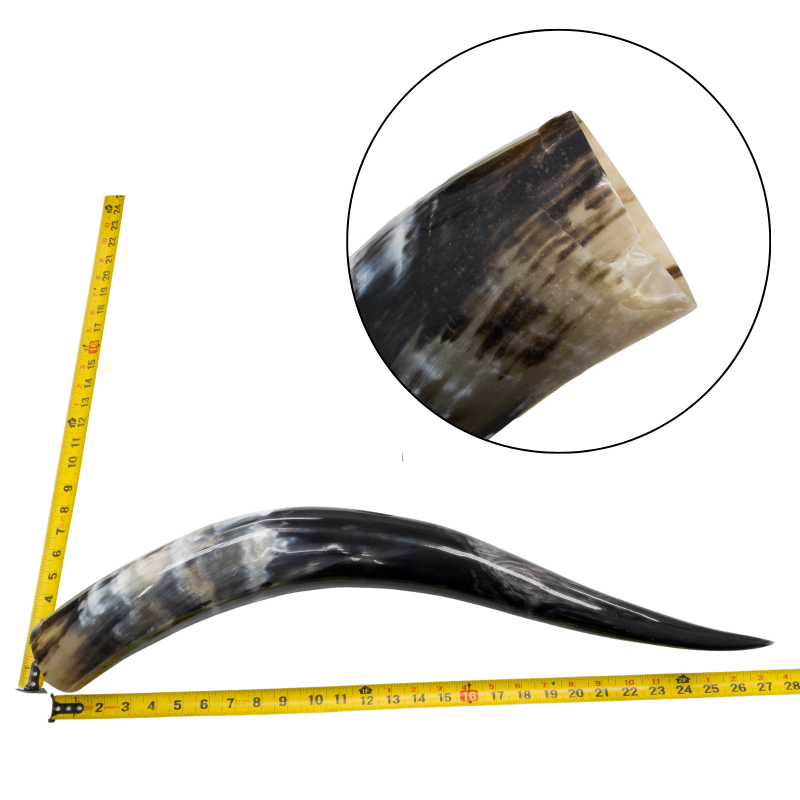 Low-Grade, Single Polished Cow Horns, 24"-30" / 1 (27") | The Leather Guy