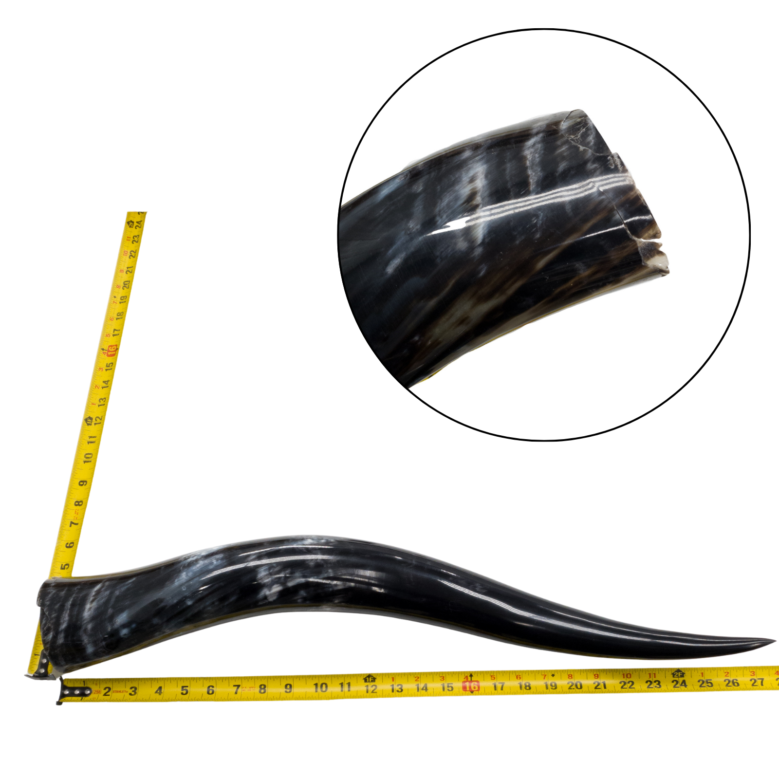 Low-Grade, Single Polished Cow Horns, 24"-30" / 2(27") | The Leather Guy