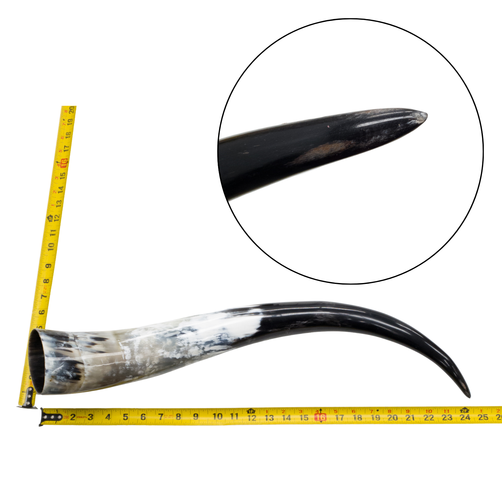 Low-Grade, Single Polished Cow Horns, 24"-30" / 3 (24") | The Leather Guy