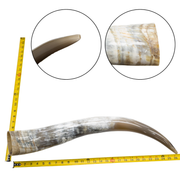 Low-Grade, Single Polished Cow Horns, 24"-30" / 4 (26") | The Leather Guy