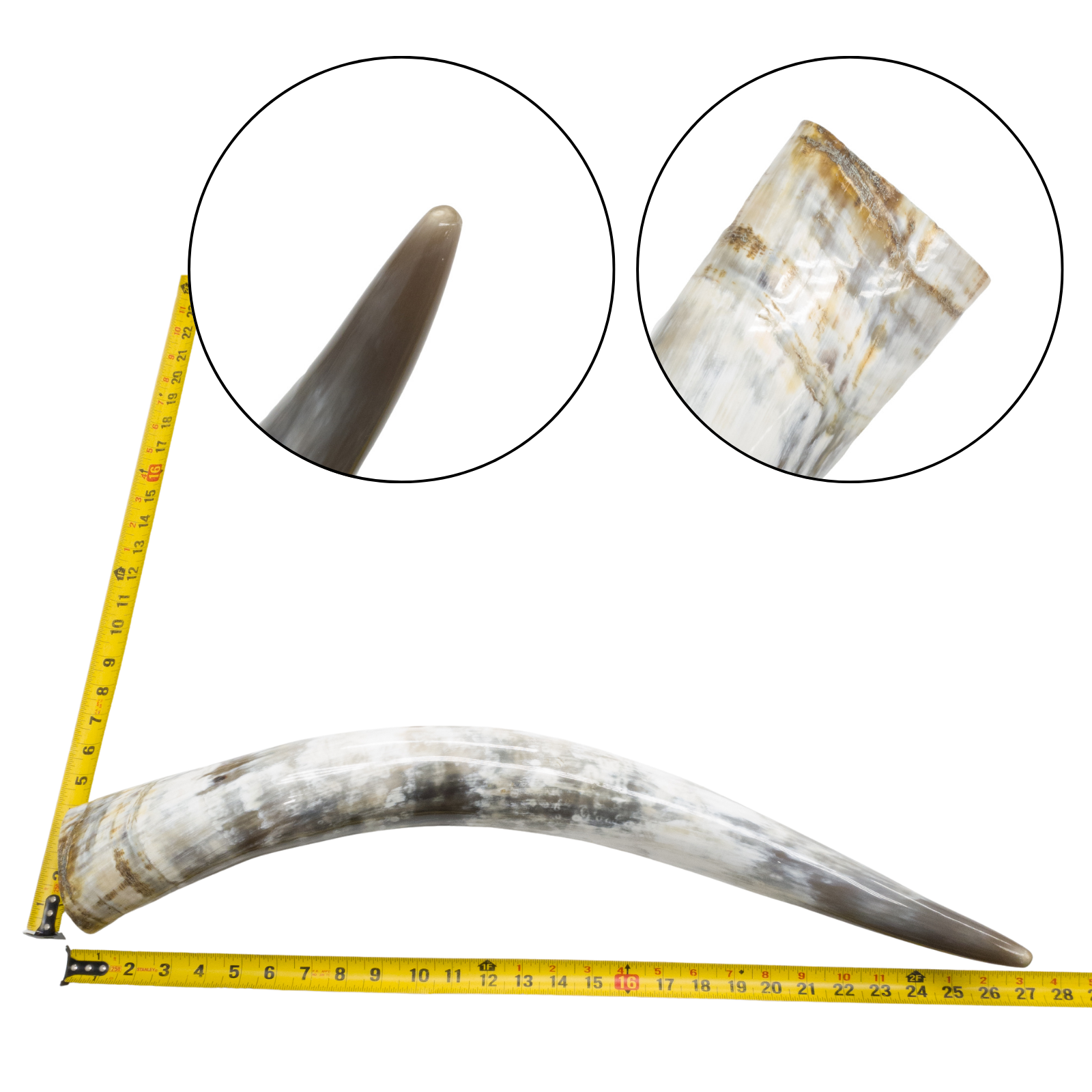 Low-Grade, Single Polished Cow Horns, 24"-30" / 5 (27") | The Leather Guy