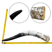 Low-Grade, Single Polished Cow Horns, 24"-30" / 6 (27") | The Leather Guy