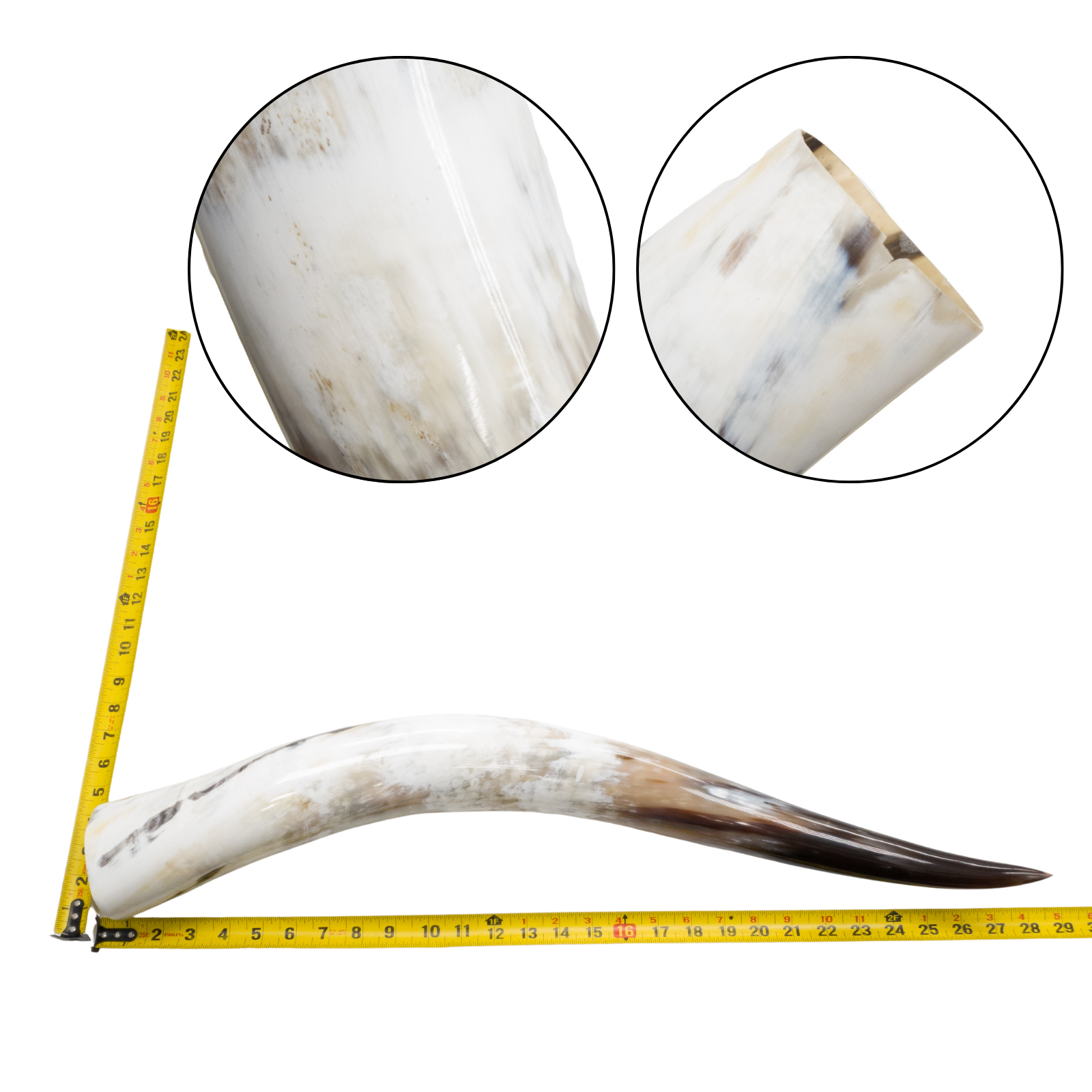 Low-Grade, Single Polished Cow Horns, 24"-30" / 7 (28") | The Leather Guy