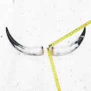 13" - 17" Pairs, White with Black Tip, Polished Cow Horns, 1 | The Leather Guy