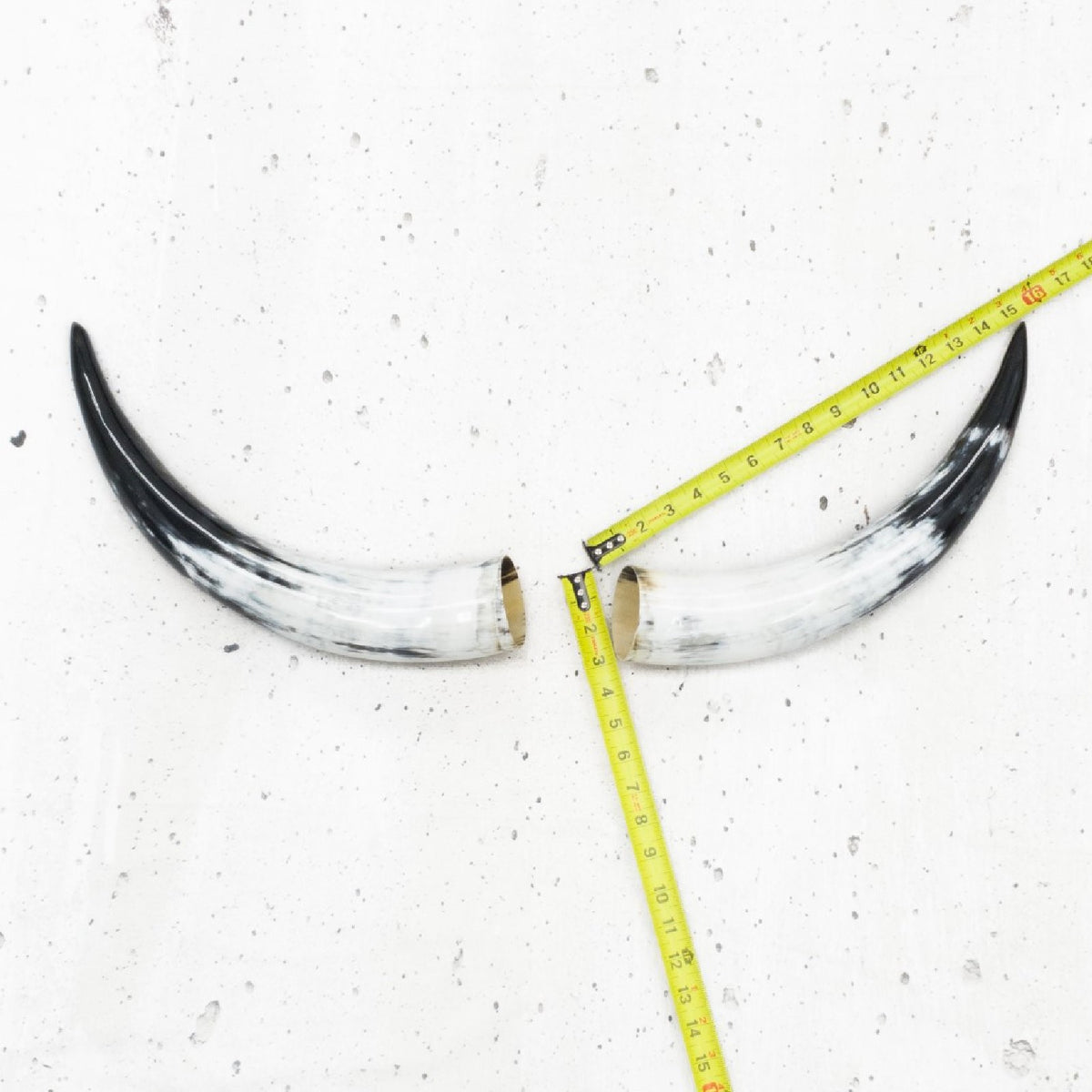 13" - 17" Pairs, White with Black Tip, Polished Cow Horns, 1 | The Leather Guy