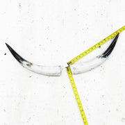 13" - 17" Pairs, White with Black Tip, Polished Cow Horns, 2 | The Leather Guy