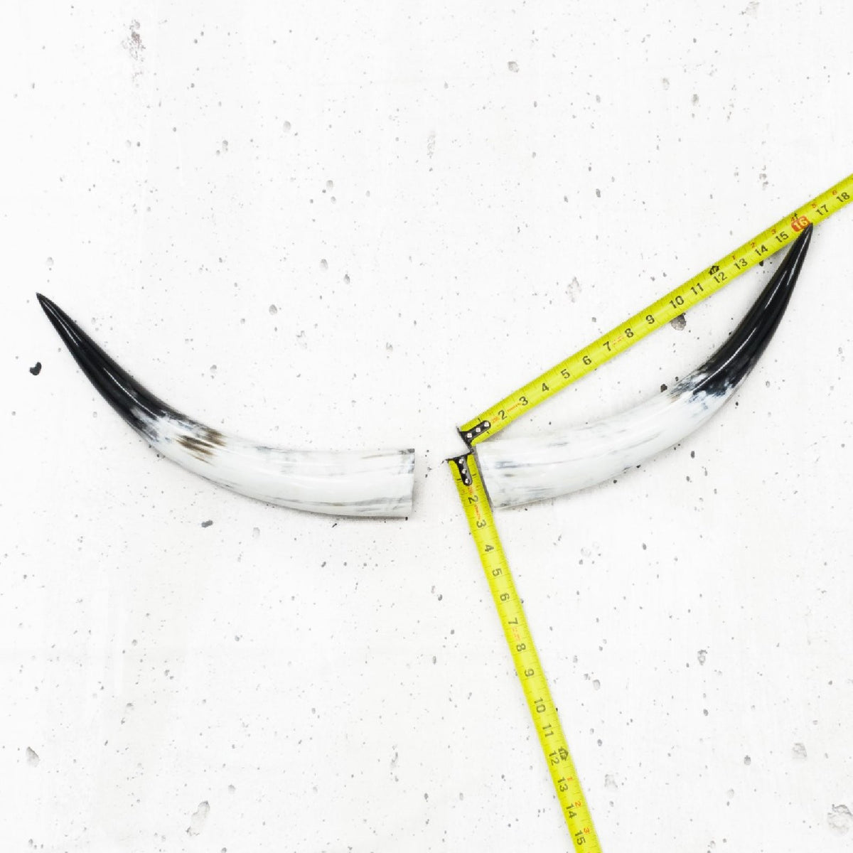 13" - 17" Pairs, White with Black Tip, Polished Cow Horns, 2 | The Leather Guy