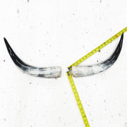 13" - 17" Pairs, White with Black Tip, Polished Cow Horns, 3 | The Leather Guy