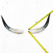 13" - 17" Pairs, White with Black Tip, Polished Cow Horns, 4 | The Leather Guy