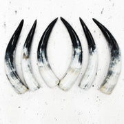 13" - 17" Pairs, White with Black Tip, Polished Cow Horns, | The Leather Guy