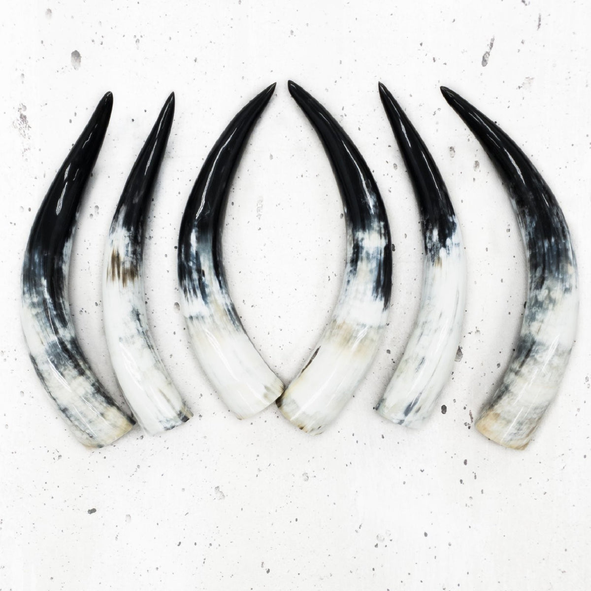 13" - 17" Pairs, White with Black Tip, Polished Cow Horns, | The Leather Guy