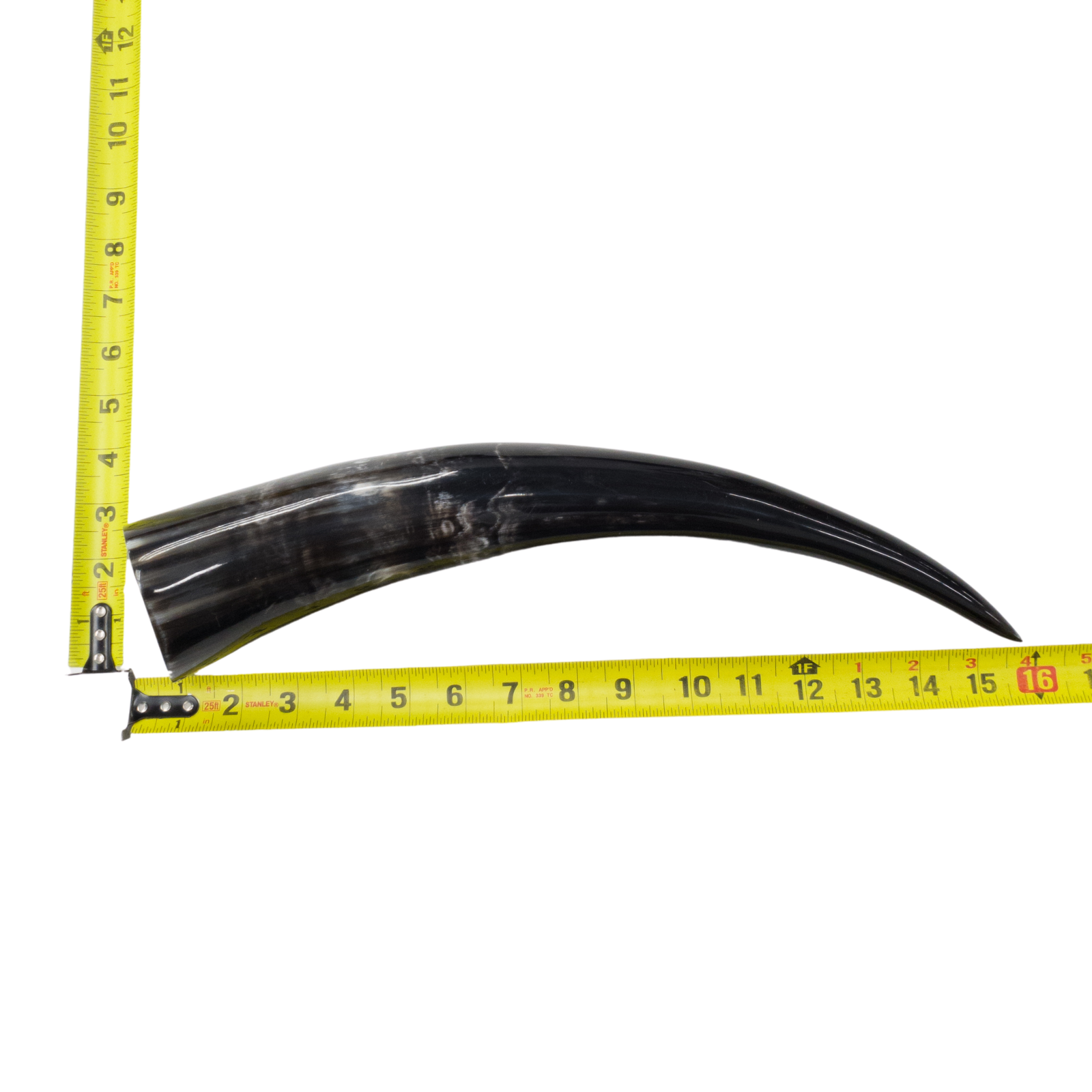 13" - 17" Single Polished Cow Horns, 5 (16") | The Leather Guy