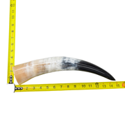 13" - 17" Single Polished Cow Horns, 14 (15") | The Leather Guy