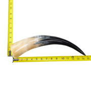 13" - 17" Single Polished Cow Horns, 2 (18") | The Leather Guy