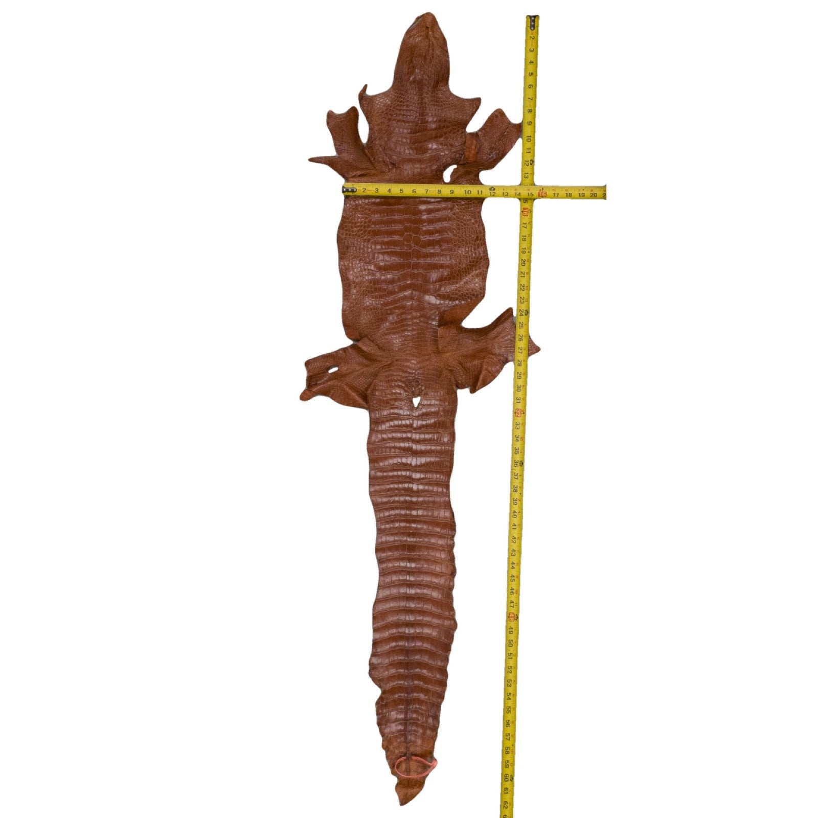 Alligator Skin Belly Various Colors Genuine Leather Hide, Cinnamon Brown 31 cm (12.20 in) (Hide2) | The Leather Guy