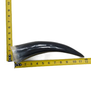 10" - 12" Single Polished Cow Horns, 9 (11") | The Leather Guy