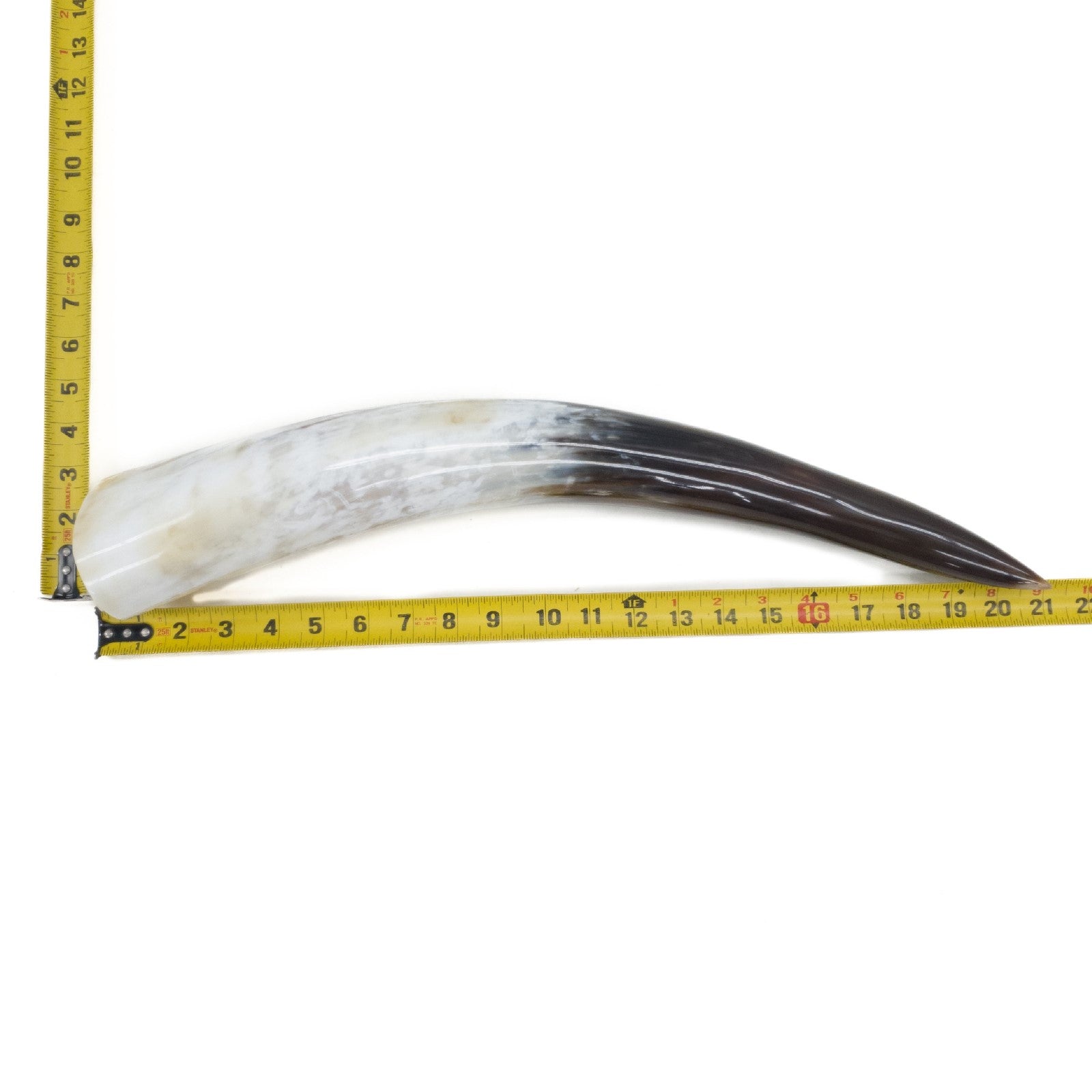 18" - 23" Single Polished Cow Horns, 12 (21") | The Leather Guy