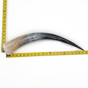 18" - 23" Single Polished Cow Horns, 18 (21") | The Leather Guy