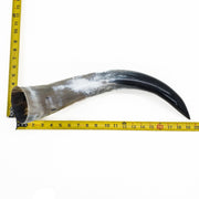 18" - 23" Single Polished Cow Horns, 29 (19") | The Leather Guy