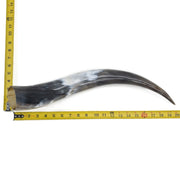 18" - 23" Single Polished Cow Horns, 5 (19") | The Leather Guy