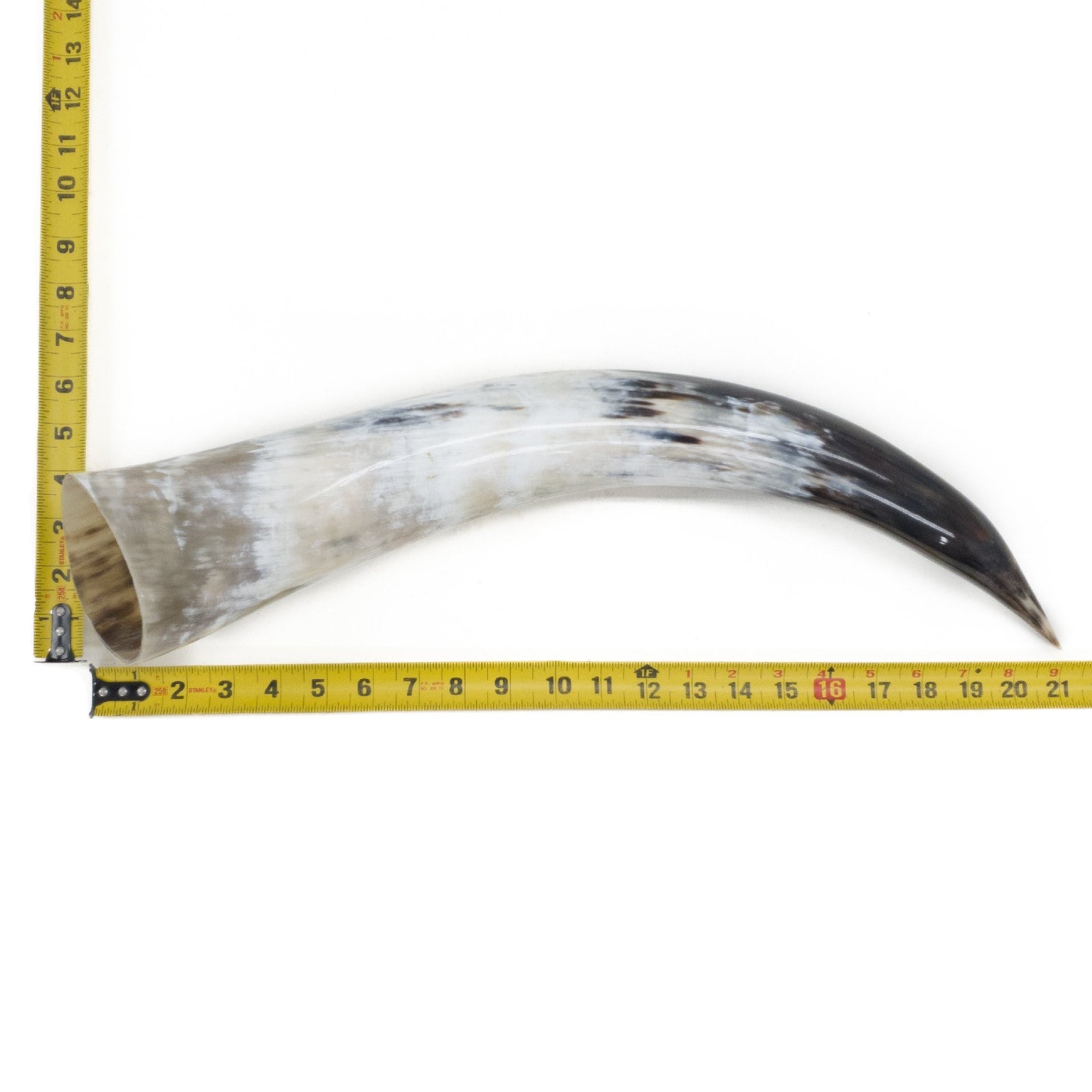 18" - 23" Single Polished Cow Horns, 6 (21") | The Leather Guy
