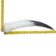 18" - 23" Single Polished Cow Horns, 8 (19") | The Leather Guy