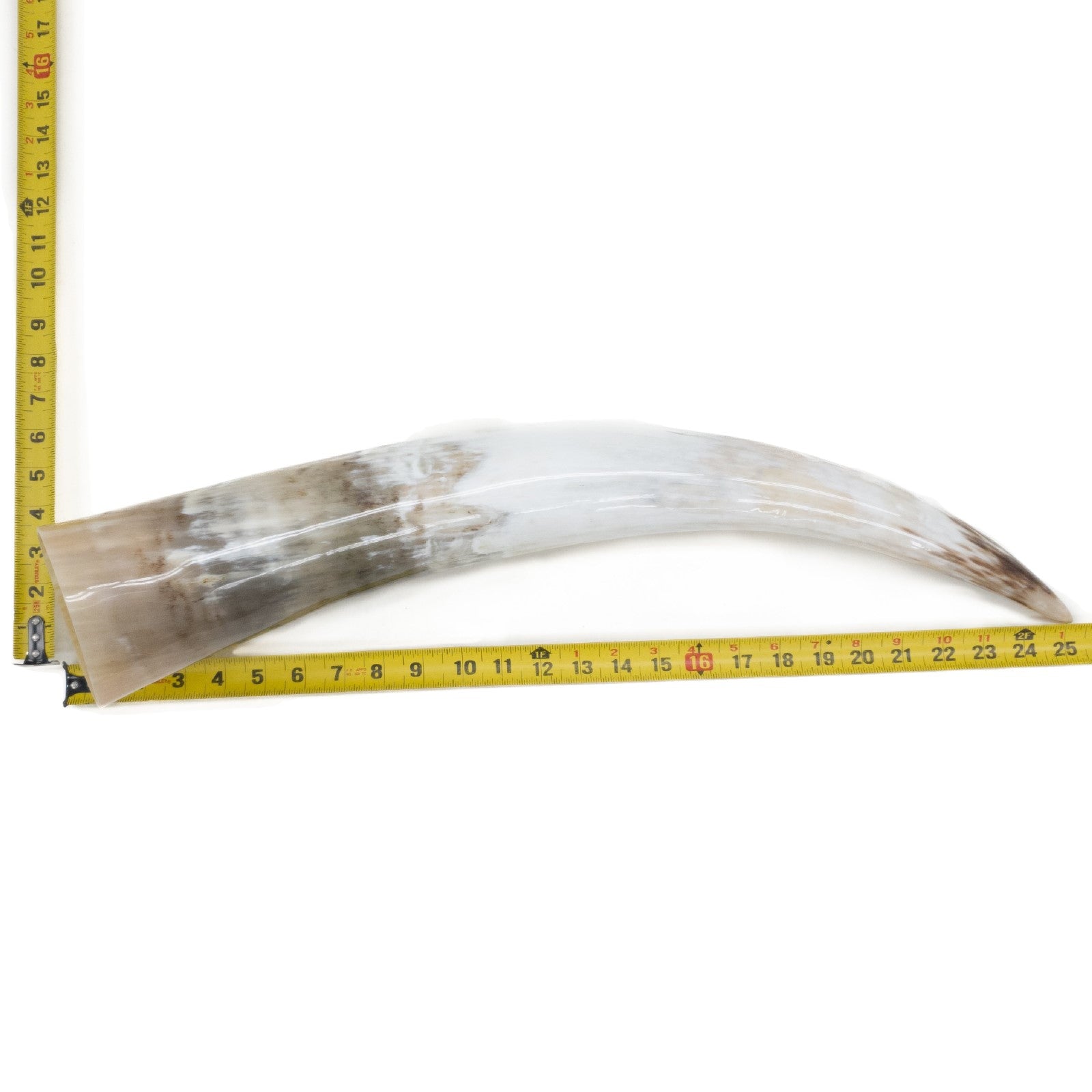 24" - 30" Single Polished Cow Horns, 21 (25") | The Leather Guy