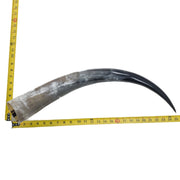 24" - 30" Single Polished Cow Horns, 15 (25") | The Leather Guy
