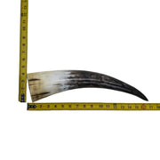 13" - 17" Single Polished Cow Horns, 14 (16") | The Leather Guy
