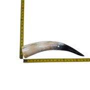 13" - 17" Single Polished Cow Horns, 15 (17") | The Leather Guy