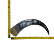 13" - 17" Single Polished Cow Horns, 16 (15") | The Leather Guy