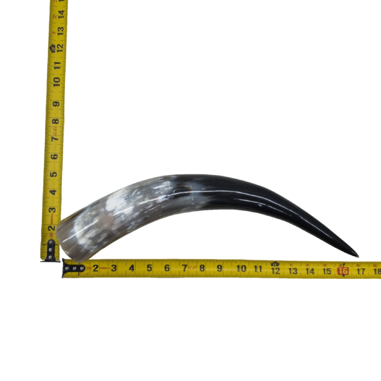13" - 17" Single Polished Cow Horns, 23 (16") | The Leather Guy