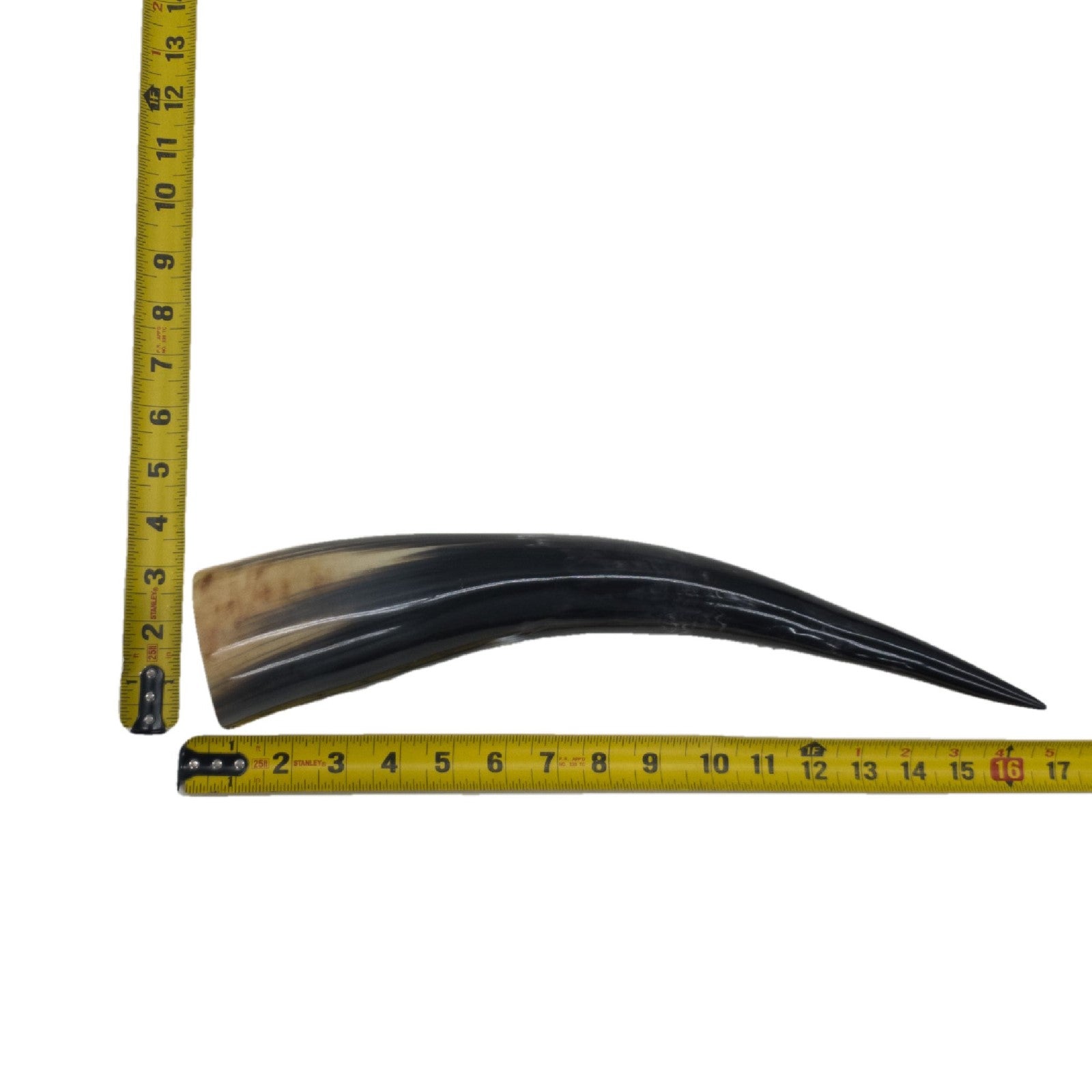 13" - 17" Single Polished Cow Horns, 3 (16") | The Leather Guy