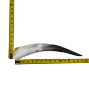 13" - 17" Single Polished Cow Horns, 30 (14") | The Leather Guy